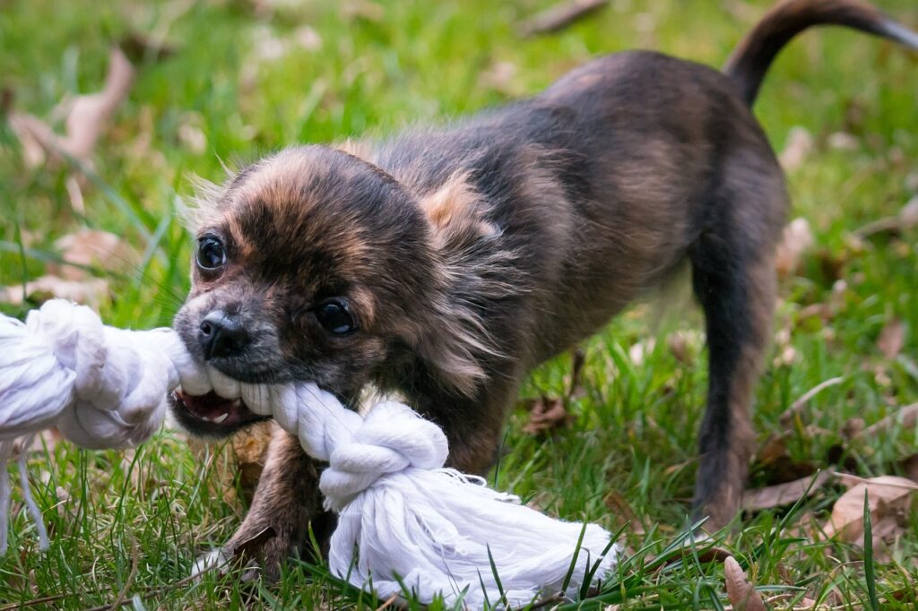 Russia Toy Dog