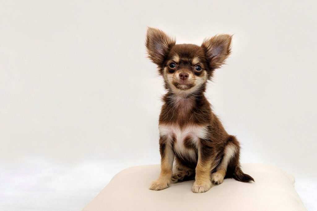 Chihuahua Dog